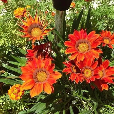 Apartment In Zadar With Sea View, Terrace, Air Conditioning, Wifi 3796-5